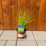 Ostrevka (Sesleria autumnalis) kont. C1.5L